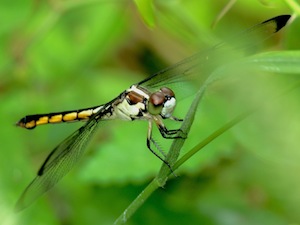 Great Blue Skimmer - Libellula vibrans